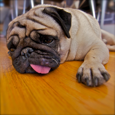 Post image for 成功者と負け犬の違い